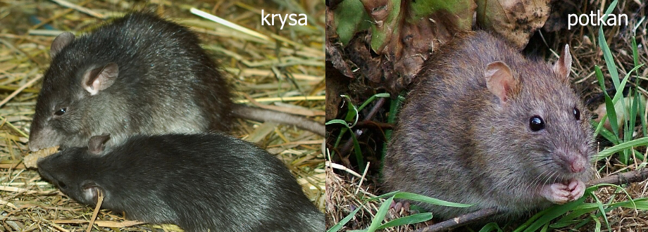 Potkan vs. krysa