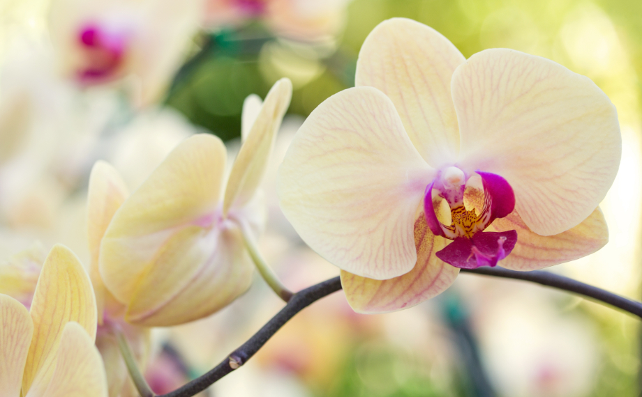 Ochrana orchidejí před škůdci