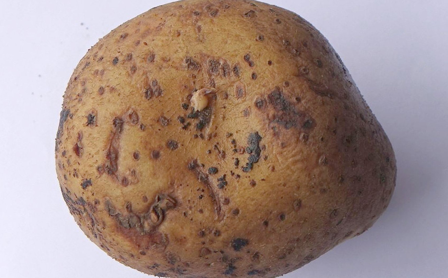Choroby Brambor (zdravé sadby, osevního postupu, plísně bramborové, Podmínky podporující) Choroby Brambor