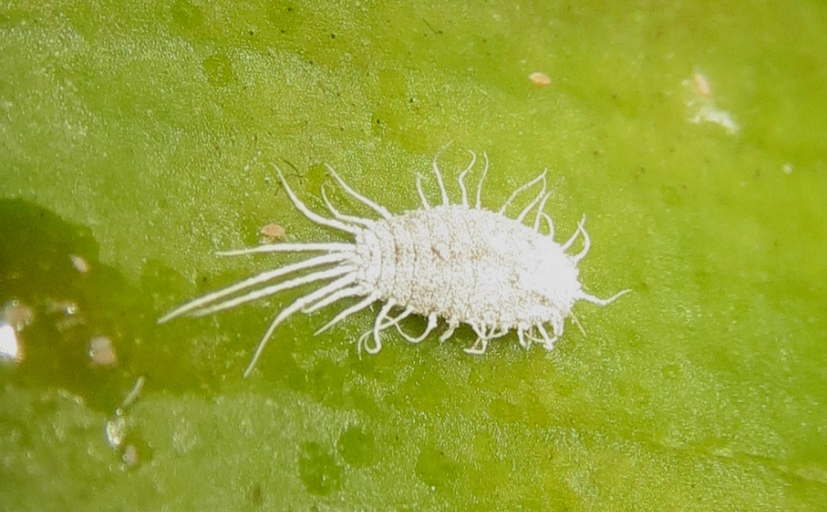 Skudci Rostlin (Ochrana proti, Prevence Ochrana, Prevence Ochrana proti, Biologická ochrana) Skudci Rostlin