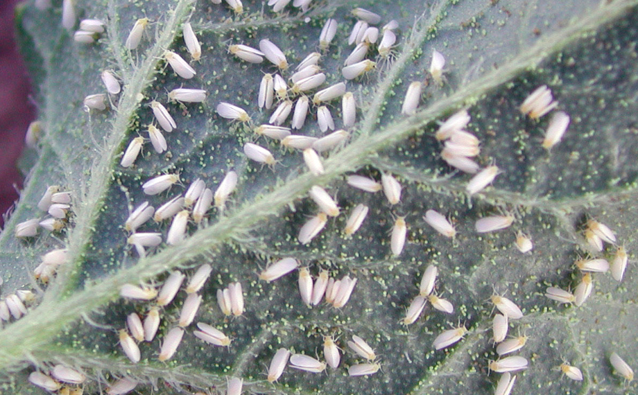 Skudci Rostlin (Ochrana proti, Prevence Ochrana, Prevence Ochrana proti, Biologická ochrana) Skudci Rostlin