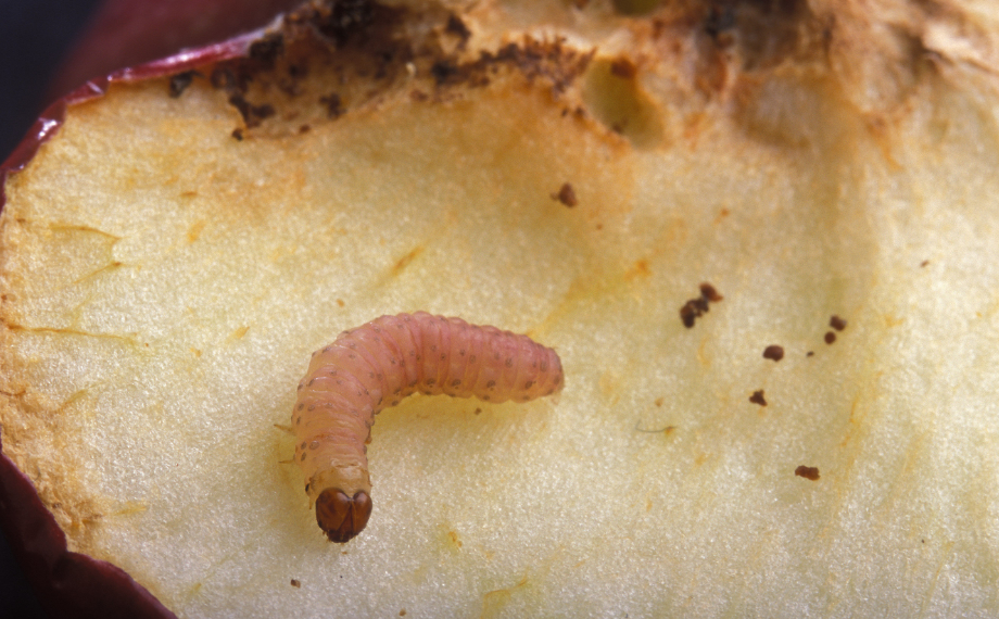 Larva obaleče v jablku