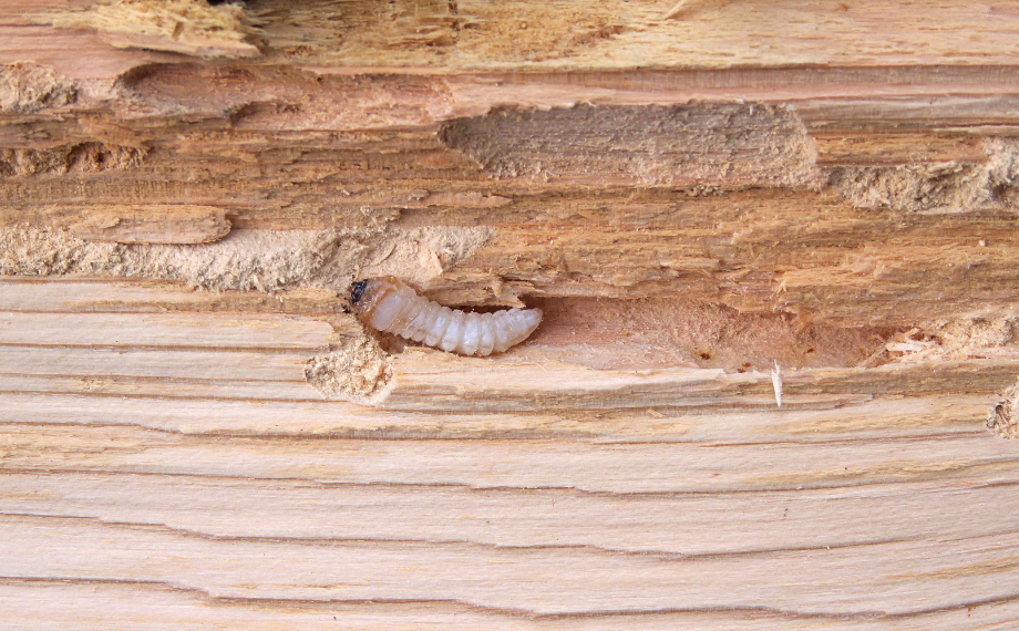 Larva tesaříka krovového