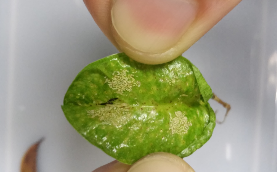 Napadení třásněnkami