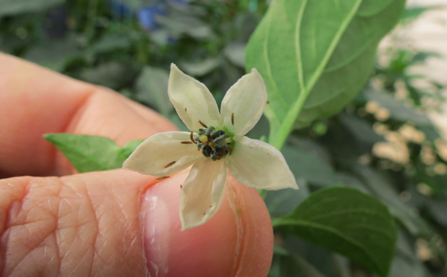 Třásněnka na rostlině