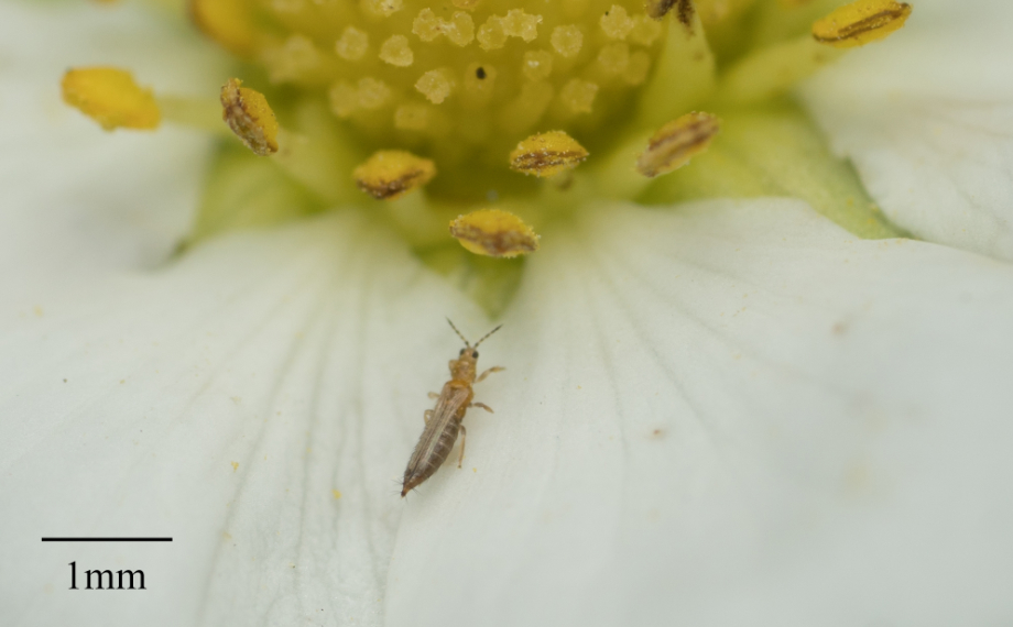 Velikost třásněnky