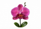 Hnojiva na orchideje