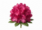 Hnojiva na rododendrony
