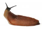 Přípravky proti slimákům