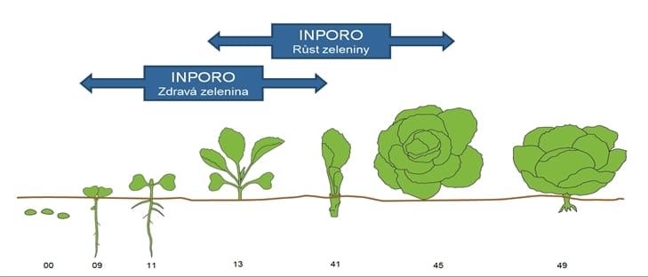 Zdravá zelenina nákres aplikace
