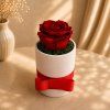 Rose Box XS biely.