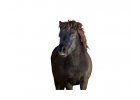 Minihorse