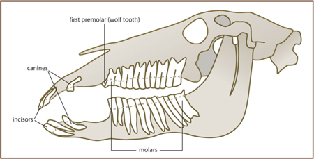 horse-mouth