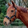 Lonžovací ohlávka EKO (Velikost pony)