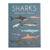 29475 1 shark temporary tattoos