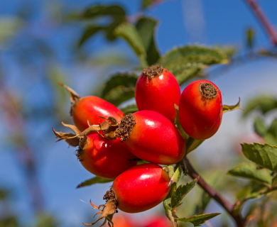 Šípky z pohledu tradiční čínské medicíny  - Jin Ying Zi