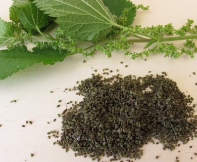 Kopřiva - Jak poznat a využít kopřivová semínka