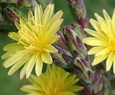 Lactuca Virosa - Du wo ju - přírodní analgetikum