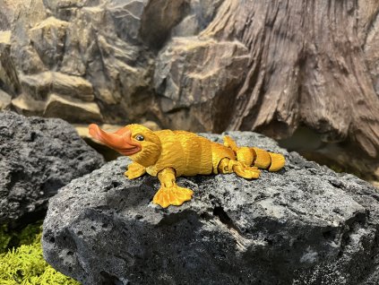 Ptakopysk zlatý 16 cm