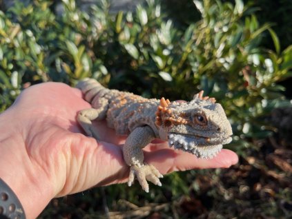 Agama vousatá – ultra realistická 3D figurka 27 cm