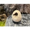 Mládě Triceratopse kostry ve vajíčku 7 cm