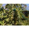 Bush Viper – Ultra-Realistic 3D Figure, 61 cm