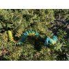 Bush Viper – Ultra-Realistic 3D Figure, 61 cm