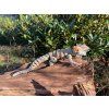 Bearded Dragon – Ultra-Realistic 3D Printed Figure, 27 cm