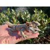 Bearded Dragon – Ultra-Realistic 3D Printed Figure, 27 cm