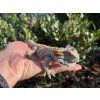 Bearded Dragon – Ultra-Realistic 3D Printed Figure, 27 cm