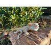 Bearded Dragon – Ultra-Realistic 3D Printed Figure, 27 cm