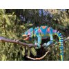 Chameleon jemenský – ultra realistická 3D figurka 29 cm