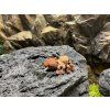 Pavouček Sklípkan 5 cm přívěšek 3D tisk  Pavouček Sklípkan přívěšek 5 cm | 3D tisk | Potvůrkov