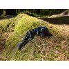 Gekonek 14 cm –  vyberte si 3D tištěné gekonky