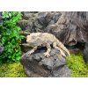 Agama k domalování 24 cm 3D tisk