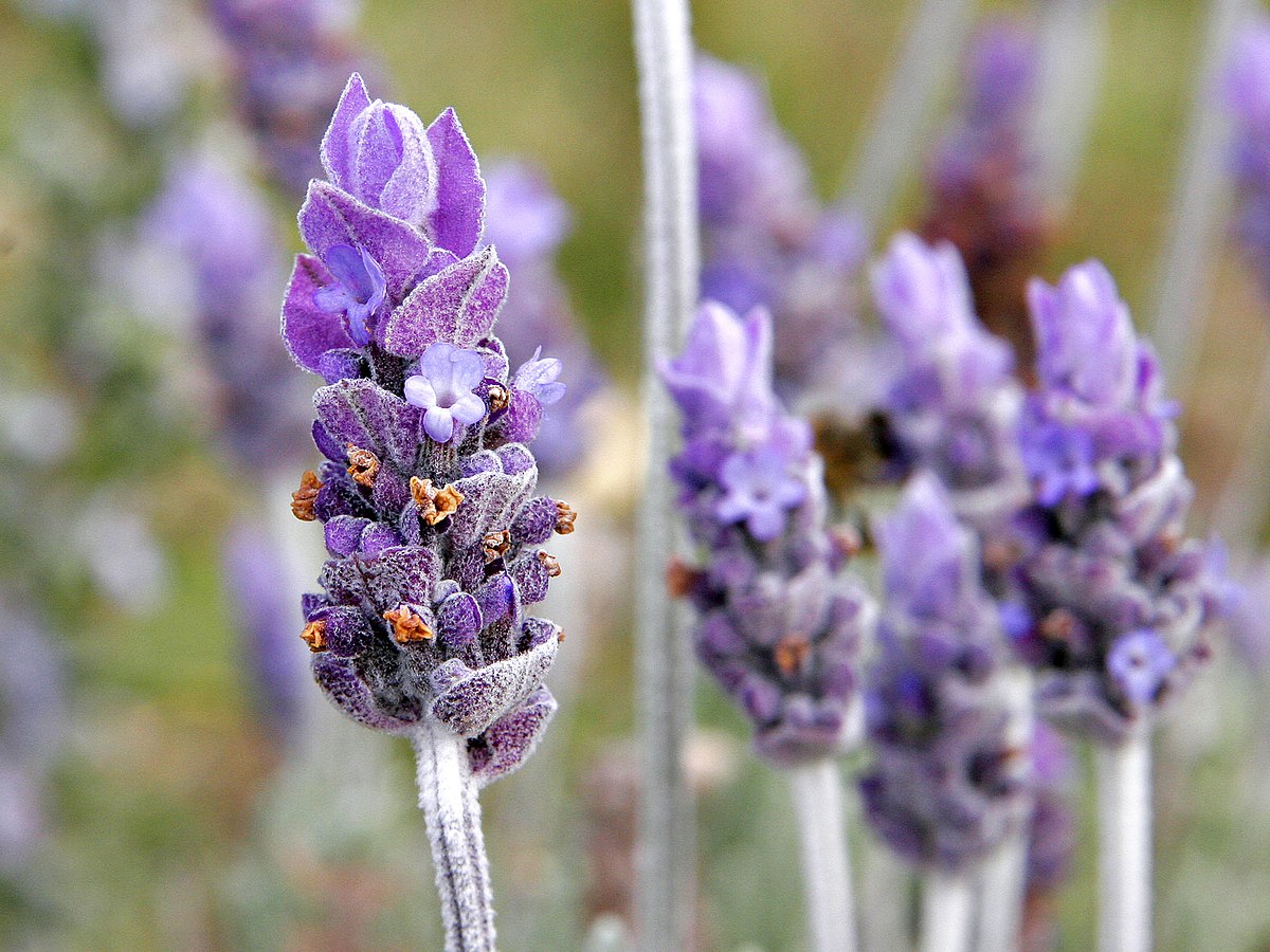 Single_lavender_flower02