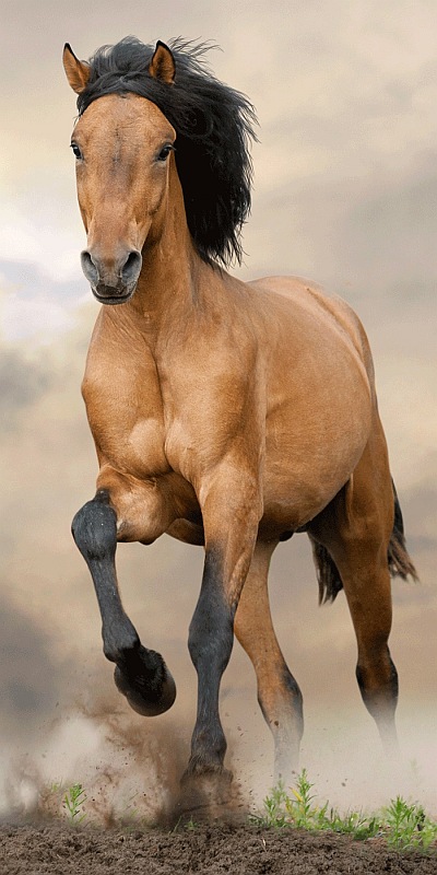 JERRY FABRICS Osuška Hnědý kůň 70x140 cm