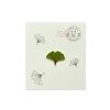 ginkgo zelene na sirku