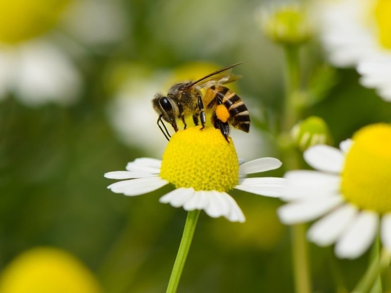 Včelky milují Jeseníky