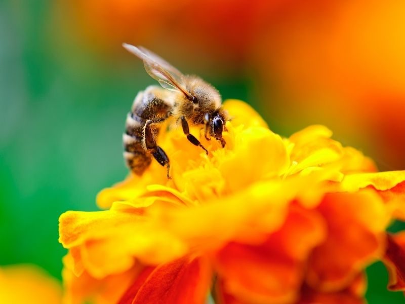 Med od pracujících včeliček