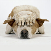 Zvířata a příroda