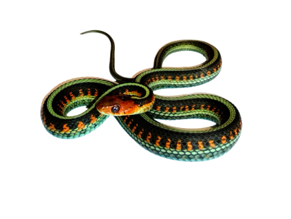 Thamnophis sirtalis infernalis