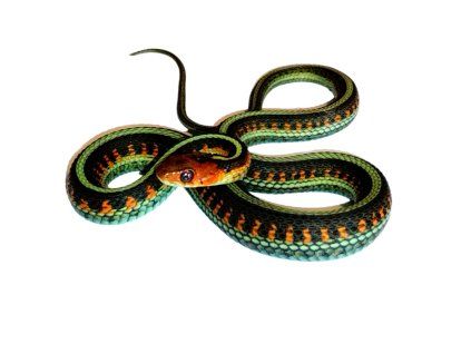 Thamnophis sirtalis infernalis
