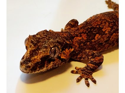 Rhacodactylus auriculatus - tiger - juv.