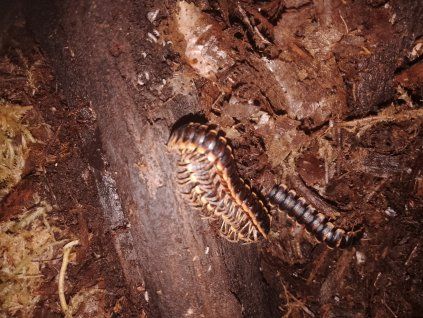 Mnohonožka Coromus Diaphorus - mláďata 3ks