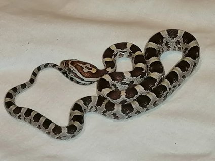 Pantherophis guttatus - Miami phase het amel - samice