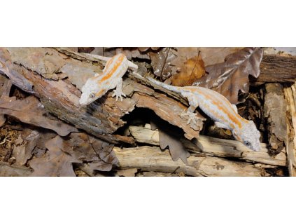 Rhacodactylus auriculatus - Red Stripe - pár