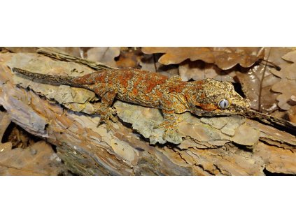 Rhacodactylus auriculatus - tiger - samice 2024
