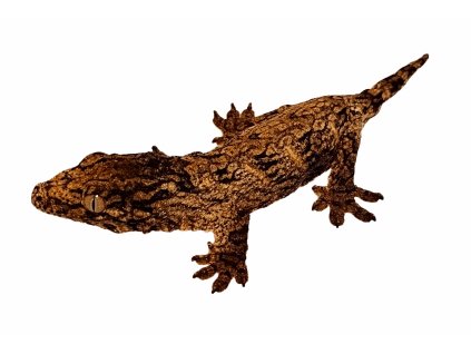Leachianus MtKoghis