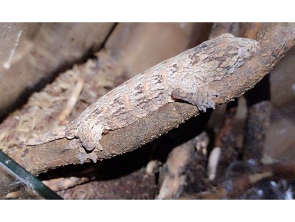 Rhacodactylus leachianus (pagekon obří) - Mt.Koghis